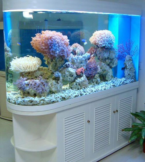 居家養魚風水講究，怎麽養魚招財運？