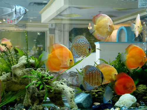 居家養魚風水講究，怎麽養魚招財運？
