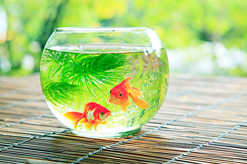 居家養魚風水講究，怎麽養魚招財運？